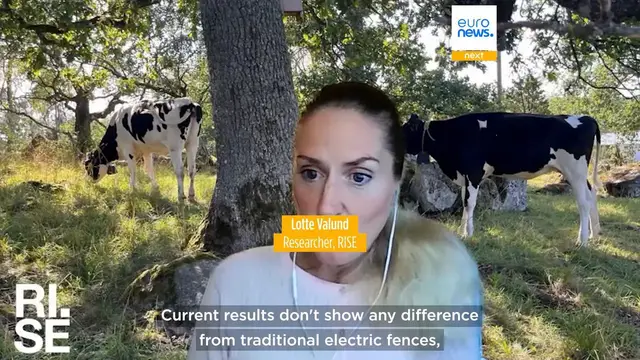 'Video thumbnail for Sweden and Denmark will soon legalise virtual fencing. What is it and is it safe?'