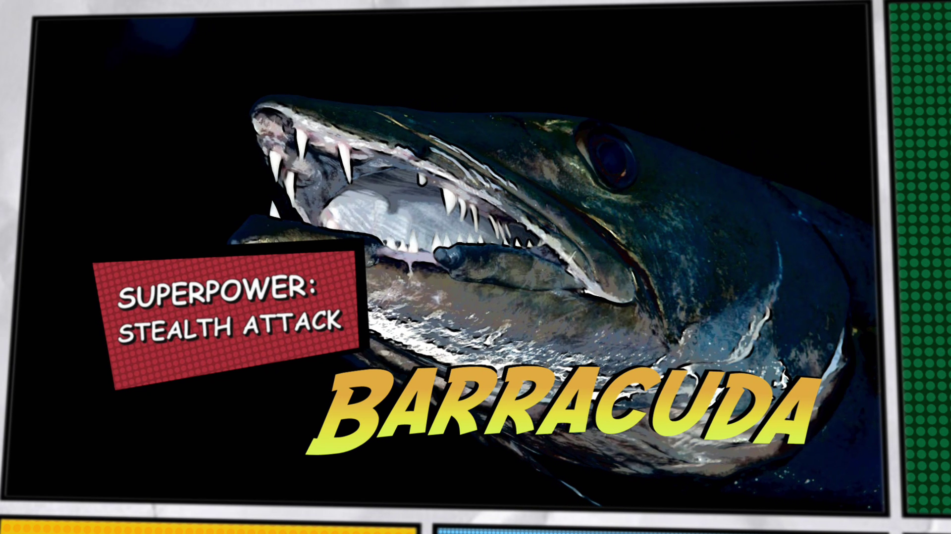 Video thumbnail for Super Animals -- Barracuda