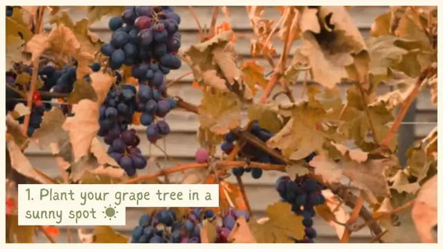 Video thumbnail for How to take care of a grape tree 🍇