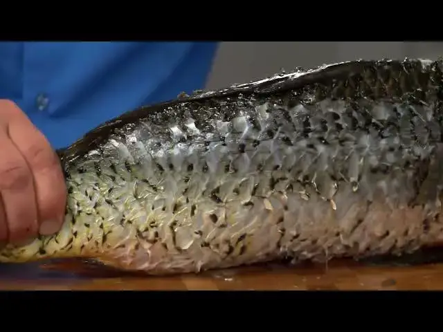 Video thumbnail for Fish scraper