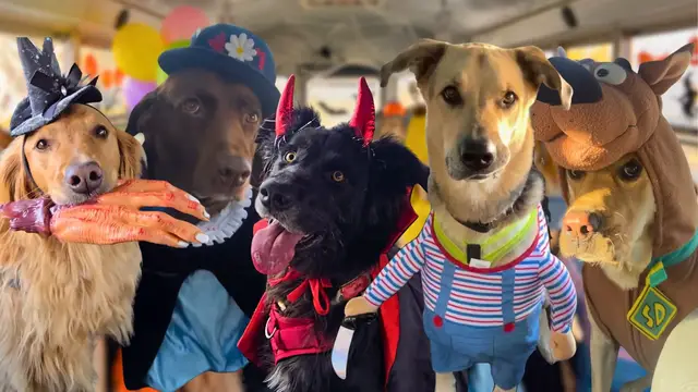 Video thumbnail for Doggy Daycare Hosts Adorable Halloween Costume Contest