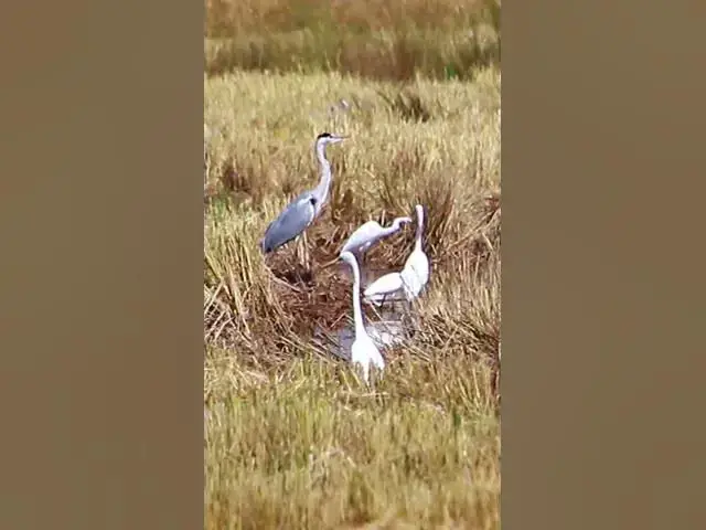 Video thumbnail for All Cockroach bird#dovebird #smallbird #birds #bird #shortdove #nestdove #babiesdove