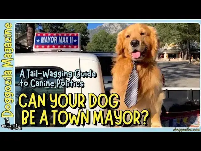 Video thumbnail for Can Your Dog Be A Town Mayor?