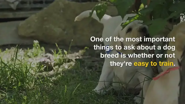 Video thumbnail for Are Labs easy to train?