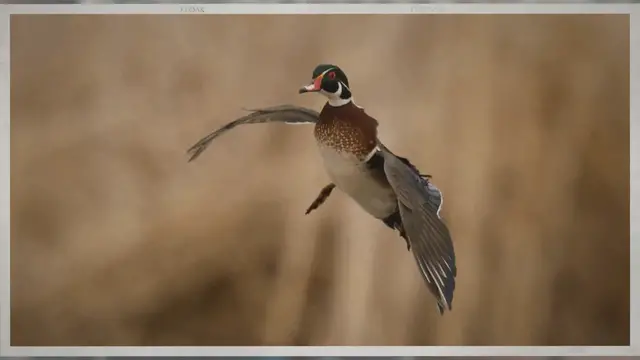 'Video thumbnail for How to Find Good Duck Hunting Spots: Expert Tips & Tricks'