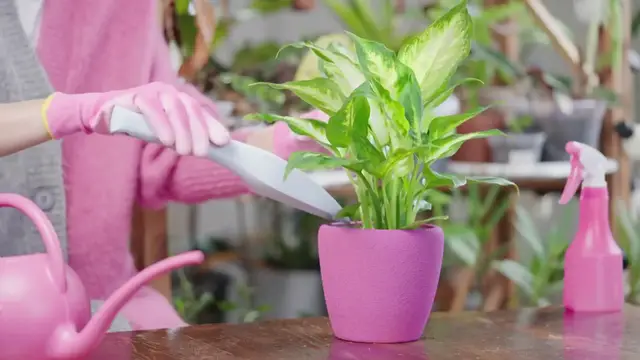 Video thumbnail for Vertical Garden Maintenance Tips