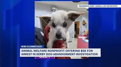Video thumbnail for $5K reward being offered for information about puppy abandoned in Derby