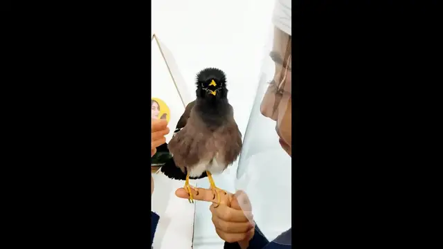 Video thumbnail for Clever Myna Bird Impresses by Mimicking Human Speech