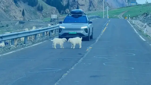 Video thumbnail for Mountain Goat Kids Clash on Xinjiang Road