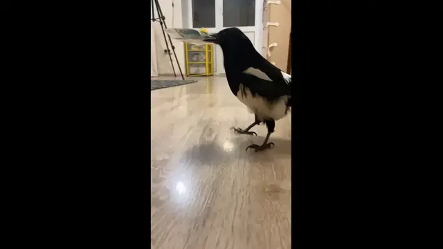 Video thumbnail for Clever Bird Shows a Surprising Interest in Russian Banknotes