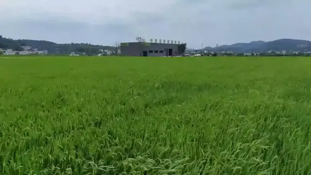 Video thumbnail for China: Drones, AI safeguard late rice field management in central China.
