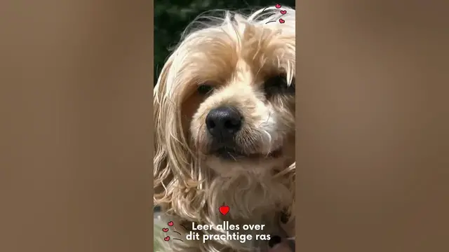 'Video thumbnail for Leer alles over je favoriete huisdieren'