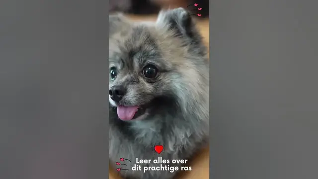 'Video thumbnail for Leer alles over je favoriete huisdieren'