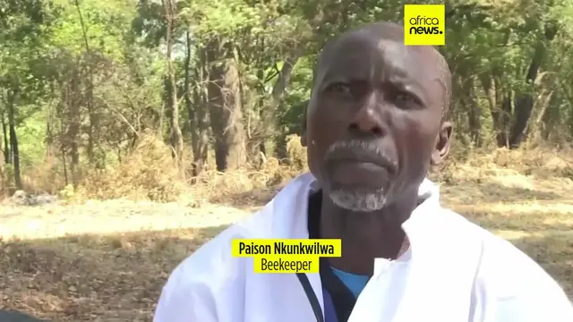 'Video thumbnail for Zambia's eco-friendly beekeeping helps combat deforestation'
