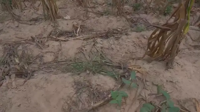 Video thumbnail for US: Africa's hungry population tops world: UN report.