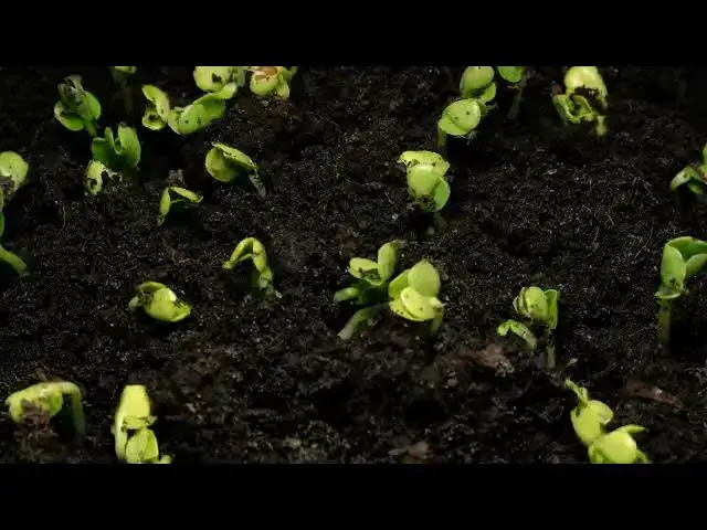 Video thumbnail for seeds rising