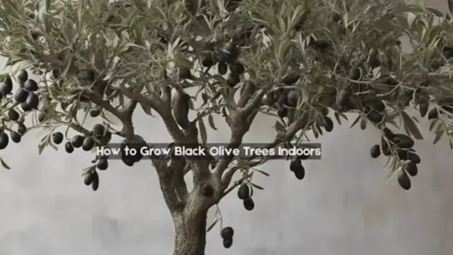 'Video thumbnail for Indoor Olive Tree Cultivation Guide'