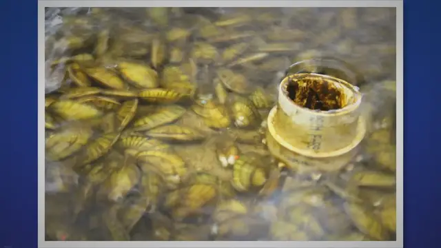 Video thumbnail for What Animals Eat Mussels? Exploring the Fascinating World of Mussel Predators