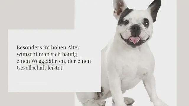 Video thumbnail for 24 Perfekte Hunderassen für Senioren (mit Bildern)