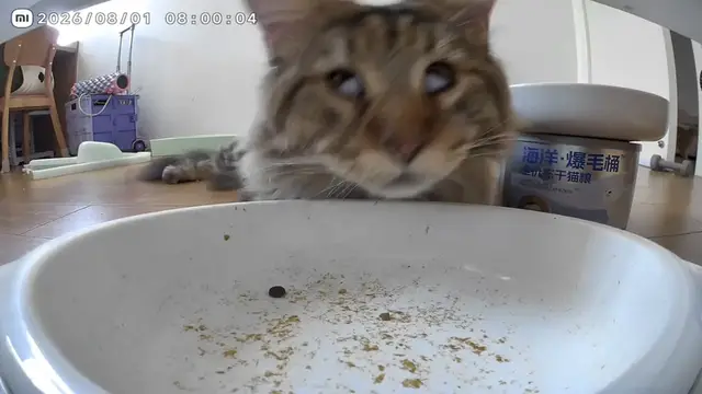 Video thumbnail for Sleepy Kitten Wakes Up to Automatic Feeder
