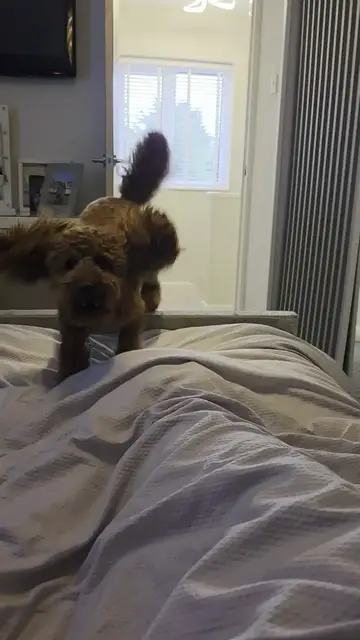 Video thumbnail for Excited Cockapoo Leaps onto the Bed for a Morning Greeting