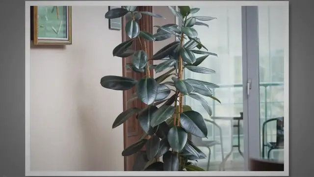 Video thumbnail for Discover the Wellness Benefits of Rubber Plants