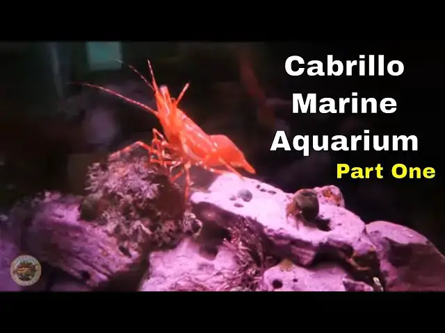 Video thumbnail for Cabrillo Marine Aquarium Tour - Part 1