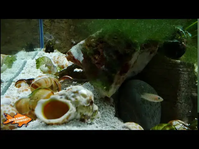 Video thumbnail for Neolamprologus Multifasciatus and Babylonia Japonica shell UPDATE.