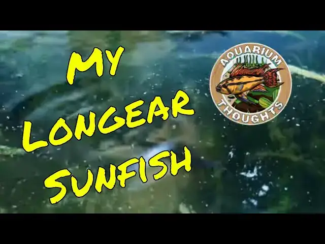Video thumbnail for Feeding and Watching my Longear Sunfish with Species Info included.