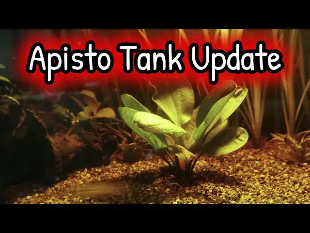 Video thumbnail for Apisto Tank update and Apistogramma Hongsloi female Unboxing