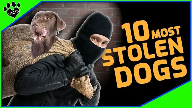 Video thumbnail for Top 10 Alarming Dog Breeds Most Stolen & How to Prevent It