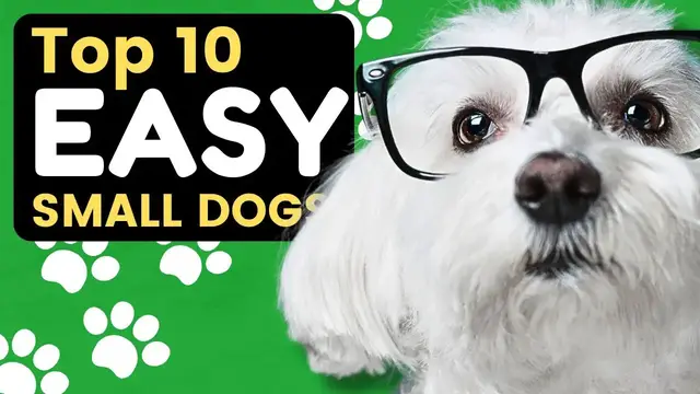 Video thumbnail for Top 10 Easy Small Dog Breeds That Are Great for Seniors - Dogs 101