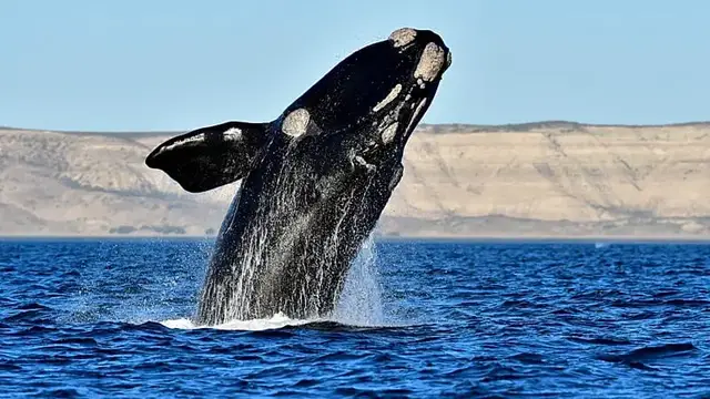 Video thumbnail for Annual sightings of southern right whales bring joy to South African town