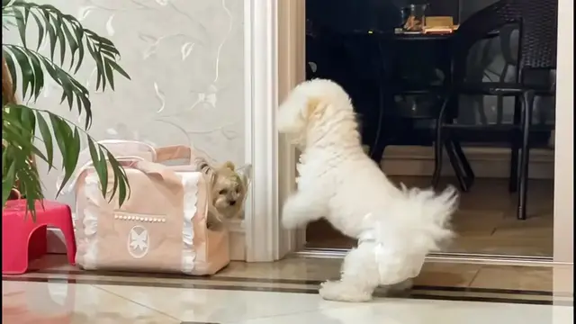 Video thumbnail for Maltese and Bichon Playfully Tease Each Other