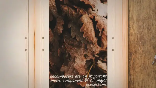 Video thumbnail for Why are Decomposers Important: Nature's Recycling Heroes Unleashing the Magic of Organic Transformation