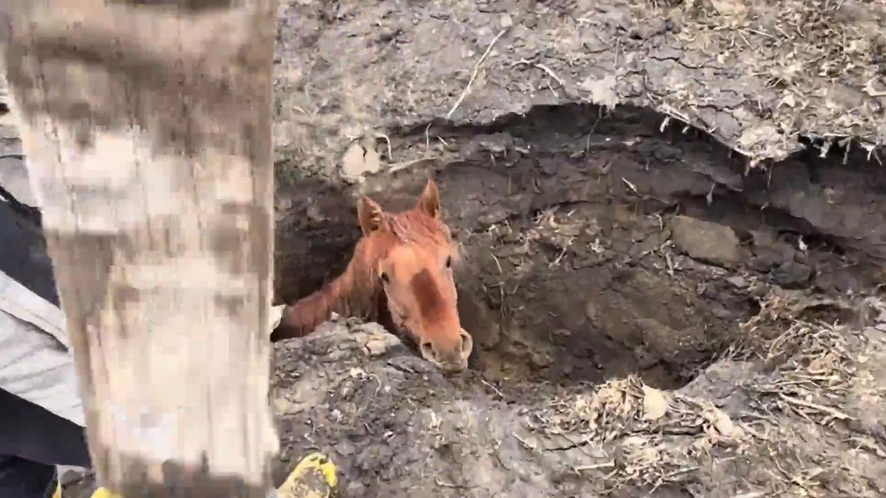 Video thumbnail for China: Chinese residents use tractor and forklift to rescue pregnant mare trapped in deep ditch.