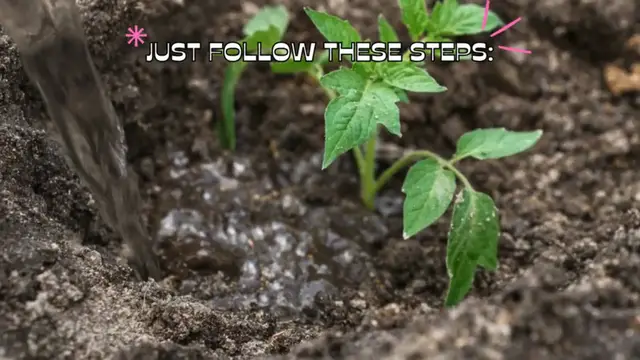 Video thumbnail for What are the best varieties of tomatoes to grow in your garden (1)