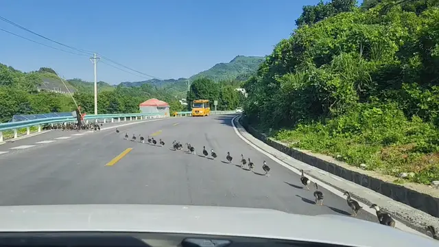 Video thumbnail for Ducks March in Perfect Line Across Road in China