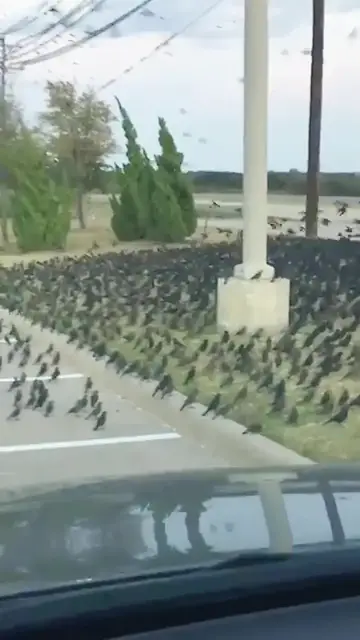 Video thumbnail for Car Surrounded by Thousands of Birds in Parking Lot Swarm