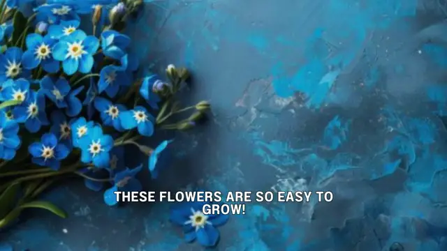 Video thumbnail for How to grow beautiful forget-me-nots 💙