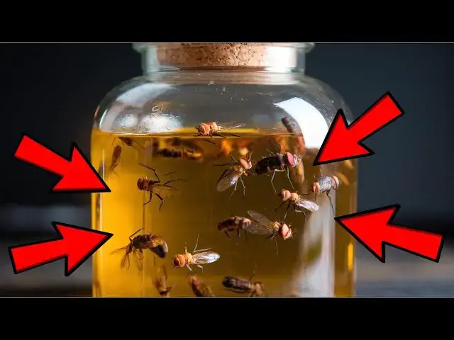 'Video thumbnail for Say Goodbye to Flies Forever with This 2-Minute Vinegar Trap!'