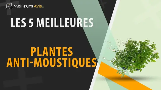 Video thumbnail for ⭐️ MEILLEUR PLANTE ANTI-MOUSTIQUE - Avis & Guide d'achat (Comparatif 2023)