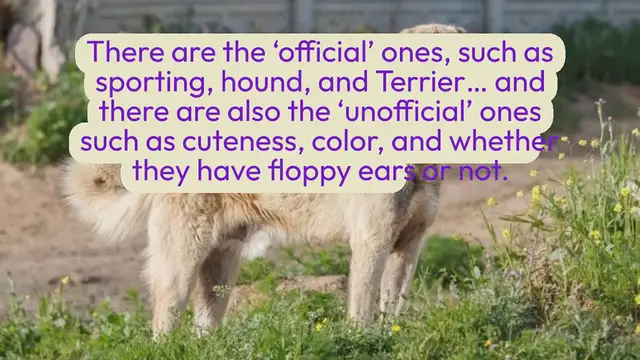 Video thumbnail for 10 Turkish Dog Breeds You’ll Love!