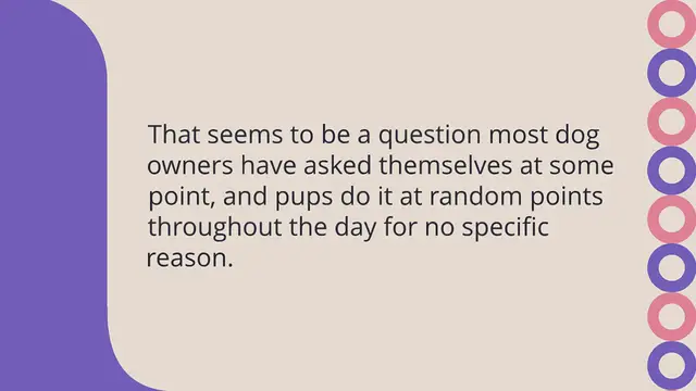 Video thumbnail for Why does my dog huff at me?