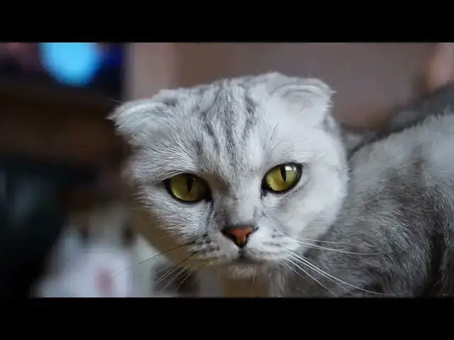 'Video thumbnail for What does it mean when a cat's tail is straight up?'