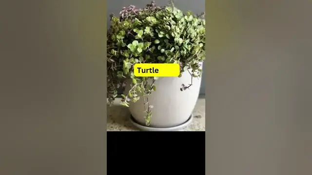 'Video thumbnail for Fast Growing Indoor Plants; Part -II; #shorts #short #health'