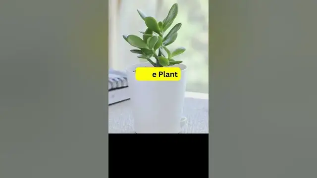 'Video thumbnail for Fast Growing Indoor Plants; Part- I; #shorts #short'