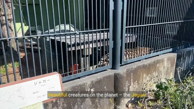 Video thumbnail for The Jaguar: Beauty, Strength, and Adaptability | Big Cats Documentary