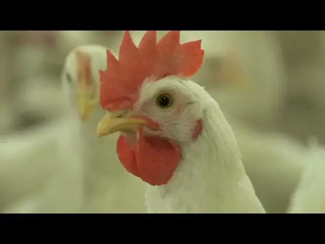 Video thumbnail for Do chickens need supplements?