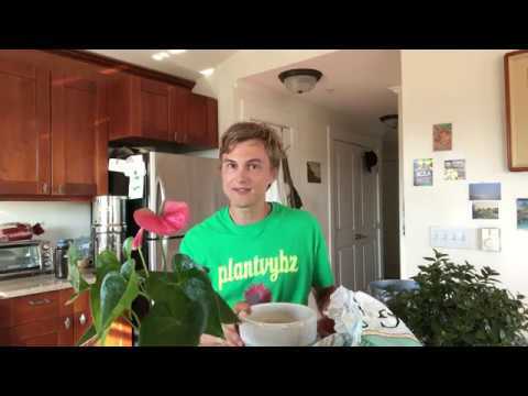 Video thumbnail for Anthurium: Potting Up & Care